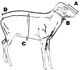 North Country Taxidermy,Adirondack deer, elk, black bear, Whiteface Mountain, Upstate New York, New York,Adirondacks, taxidermy, new york, Adirondack Mountains,antlers, taxidermy, taxidermists