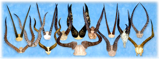 North Country Taxidermy,Adirondack deer, elk, black bear, Whiteface Mountain, Upstate New York, New York,Adirondacks, taxidermy, new york, Adirondack Mountains,antlers, taxidermy, taxidermists