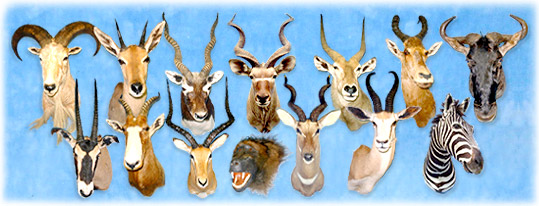 North Country Taxidermy,Adirondack deer, elk, black bear, Whiteface Mountain, Upstate New York, New York,Adirondacks, taxidermy, new york, Adirondack Mountains,antlers, taxidermy, taxidermists