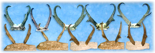 North Country Taxidermy,Adirondack deer, elk, black bear, Whiteface Mountain, Upstate New York, New York,Adirondacks, taxidermy, new york, Adirondack Mountains,antlers, taxidermy, taxidermists