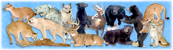 North Country Taxidermy,Adirondack deer, elk, black bear, Whiteface Mountain, Upstate New York, New York,Adirondacks, taxidermy, new york, Adirondack Mountains,antlers, taxidermy, taxidermists