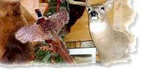 North Country Taxidermy,barbarosa Skins,Ramblay Capes,Fallow Deer Skins,fallow deer skins,texas dall skins,aoudad capes,aoudad skins,black goat capes,russian boar capes,black boar capes,sheep skins,mouflon capes,black hawaiian capes,cleaned skulls,uncleaned skulls,black bear skulls,javelina skulls,badger skulls,wild game skulls