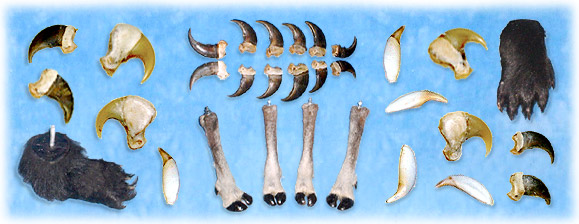 North Country Taxidermy,Adirondack deer, elk, black bear, Whiteface Mountain, Upstate New York, New York,Adirondacks, taxidermy, new york, Adirondack Mountains,antlers, taxidermy, taxidermists