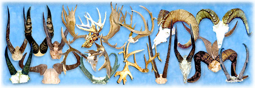 North Country Taxidermy,Adirondack deer, elk, black bear, Whiteface Mountain, Upstate New York, New York,Adirondacks, taxidermy, new york, Adirondack Mountains,antlers, taxidermy, taxidermists