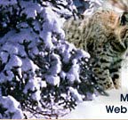 Lake Placid, New York,Adirondacks, taxidermy, new york, Adirondack Mountains,antlers, taxidermy, taxidermists, deer, elk, black bear, Whiteface Mountain, Upstate New York