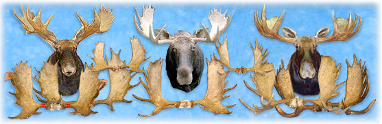 MOOSE RACKS,moose racks,Moose Racks,MOOSE RACKS,moose racks,Moose Racks,new york, NY, NEW YORK, ADIRONDACKS, adirondacks,taxidermy, taxidermists,adirondack taxidermy, adirondack taxidermists,North Country Taxidermy,Adirondack deer, elk, black bear, Whiteface Mountain, Upstate New York, New York,Adirondacks, taxidermy, new york, Adirondack Mountains,antlers, taxidermy, taxidermists