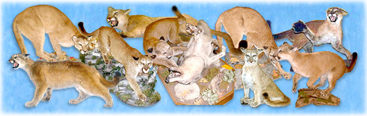 Mountain Lions,Mountain Lion Heads,mountain lions,lions,mountain lion mount,mountain lion shoulder mounts,mountain lion life size,life size mountain lions,Mountain Lion heads,Mountain Lions,Lions,Mountain Lion Mount,Mountain Lion Shoulder Mounts,Mountain Lion Life Size,life size mountain lions,Mountain Lion Mounts, Capes, mountain lion, mountain lion capes, cougars