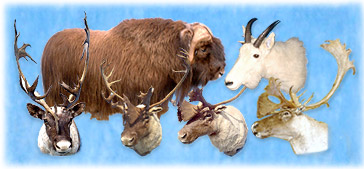 North Country Taxidermy,Adirondack deer, elk, black bear, Whiteface Mountain, Upstate New York, New York,Adirondacks, taxidermy, new york, Adirondack Mountains,antlers, taxidermy, taxidermists