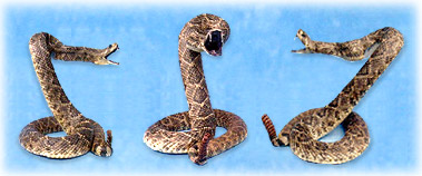 North Country Taxidermy,Adirondack deer, elk, black bear, Whiteface Mountain, Upstate New York, New York,Adirondacks, taxidermy, new york, Adirondack Mountains,antlers, taxidermy, taxidermists