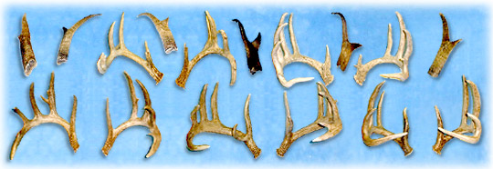 North Country Taxidermy,Adirondack deer, elk, black bear, Whiteface Mountain, Upstate New York, New York,Adirondacks, taxidermy, new york, Adirondack Mountains,antlers, taxidermy, taxidermists