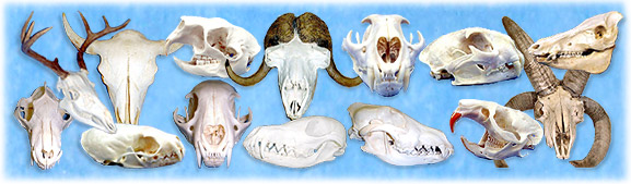 North Country Taxidermy,Adirondack deer, elk, black bear, Whiteface Mountain, Upstate New York, New York,Adirondacks, taxidermy, new york, Adirondack Mountains,antlers, taxidermy, taxidermists