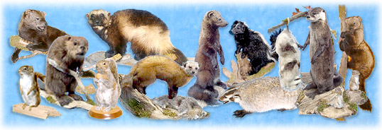 North Country Taxidermy,Adirondack deer, elk, black bear, Whiteface Mountain, Upstate New York, New York,Adirondacks, taxidermy, new york, Adirondack Mountains,antlers, taxidermy, taxidermists