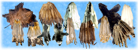 animal skins,tanned skins,tanned display skins,dispaly skins,artic foxes skins,raccoon skins,stripe skunk skins,coyote skins,ferret skins,otter skins,bobcat skins,mink skins,lynx skins,beaver skins,wolf skins,deer skins,ermine skins,fisher skins,buffalo skins,muskrat skins,pinemarten skins,sheep skins,gray fox skins,red fox skins,cross fox skins,silver fox skins